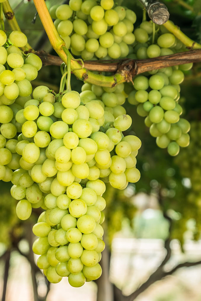 grape harvest left