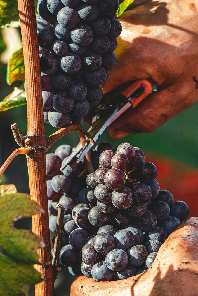 grape harvest right
